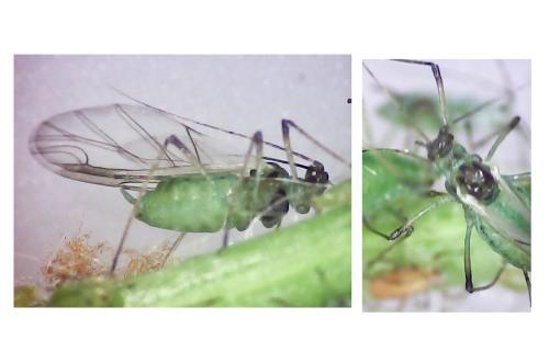 Macrosiphum gei